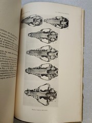 Mammals States of Sinaloa and Jalisco Mexico J. A. Allen American Museum 1906 VG