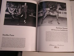 Equestrian WHO’S WHO IN AMERICAN SADDLEBREDS 1976 – 1983 equine history