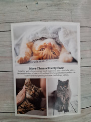 Time Special Edition Magazine August 2025 Cats the Feline Life free shipping