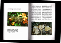 SIGNED Profiles of Northwest Fungi by Buck McAdoo 576 pages Trade PB MUSHROOMS