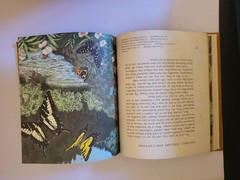 WESTERN BUTTERFLIES SUNSET JUNIOR BOOK Arthur Smith 1961 HC Children’s Nature bk