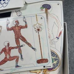Nystrom Science Body Systems Skeletal Muscular Curriculum Homeschool Vintage