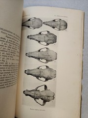 Mammals States of Sinaloa and Jalisco Mexico J. A. Allen American Museum 1906 VG