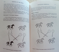 Lot 7 Vintage Horse Riding Books Techniques Vet Genetics Dressage 3-Day Jumping