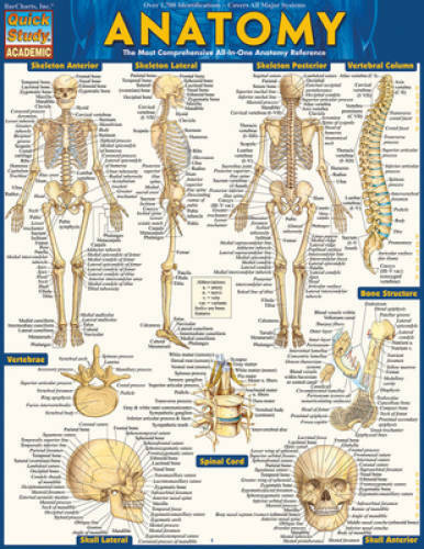 Anatomy (Quickstudy Academic) – Cards By BarCharts, Inc. – GOOD