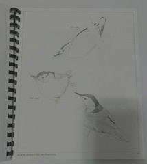1986 BIRD STUDIES SPIRAL SOFTCOVER DAVID MOHRHARDT