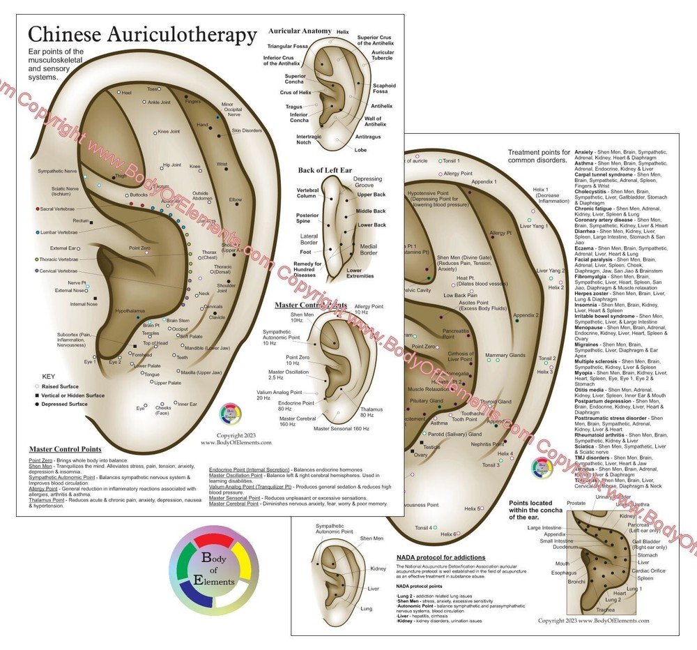 Chinese System Auricular Ear Acupuncture Chart 8.5″ X 11″ Auriculotherapy