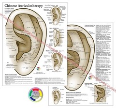 Chinese System Auricular Ear Acupuncture Chart 8.5″ X 11″ Auriculotherapy
