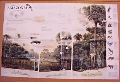 National Geographic Magazine November 2015 Map Amazonia Brazil Amazon Ecosystem
