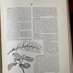 1904 Cyclopedia Of American Horticultural 700 Original Engravings Volume 3 N-Q