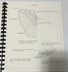 1986 BIRD STUDIES SPIRAL SOFTCOVER DAVID MOHRHARDT