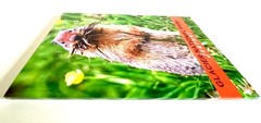 Glacier National Park Journal BRAND NEW Columbian Ground Squirrel $5.99 Huzzah