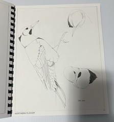 1986 BIRD STUDIES SPIRAL SOFTCOVER DAVID MOHRHARDT