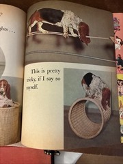 Vtg 1957 Golden Book CLEO Basset Hound Photo Story 1st Ed Vtg 1957 Acceptable