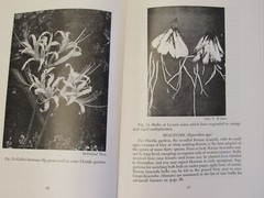BULBS FOR FLORIDA HOMES by John Watkins 1962 Department of Agriculture 56 pages