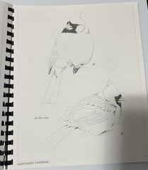 1986 BIRD STUDIES SPIRAL SOFTCOVER DAVID MOHRHARDT