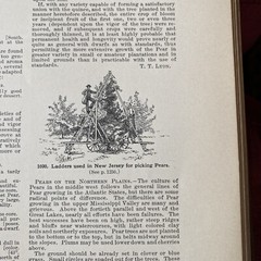 1904 Cyclopedia Of American Horticultural 700 Original Engravings Volume 3 N-Q