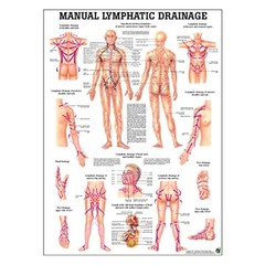 Watercolor Anatomy Poster – Matte Finish