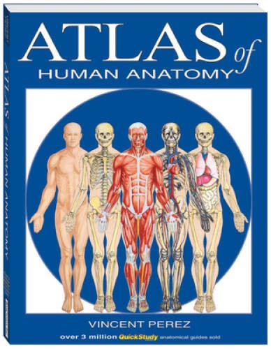 Atlas Of Human Anatomy (Quickstudy Books) – Cards By BarCharts, Inc. – GOOD