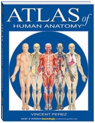 Atlas Of Human Anatomy (Quickstudy Books) – Cards By BarCharts, Inc. – GOOD