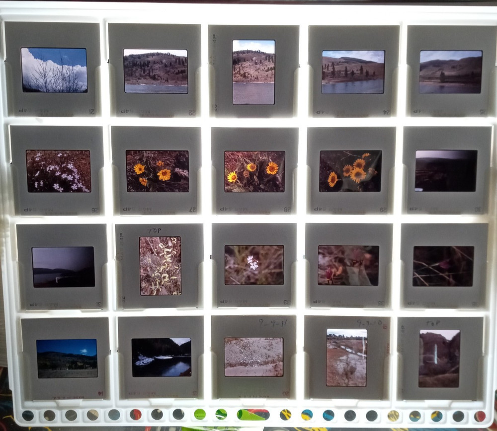 1000 Vintage Slides Nature Flower Mtns Trees Lakes 2 x 2 In 50 Holders 1960-1970