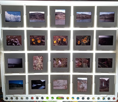 1000 Vintage Slides Nature Flower Mtns Trees Lakes 2 x 2 In 50 Holders 1960-1970