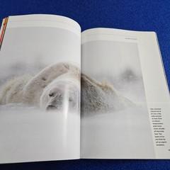POLAR BEARS, GREAT WHITE OF THE NORTH FEB 2004 NATIONAL GEOGRAPHIC MAGAZINE