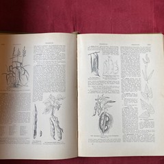 1904 Cyclopedia Of American Horticultural 700 Original Engravings Volume 3 N-Q