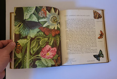 WESTERN BUTTERFLIES SUNSET JUNIOR BOOK Arthur Smith 1961 HC Children’s Nature bk