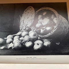 1904 Cyclopedia Of American Horticultural 700 Original Engravings Volume 3 N-Q