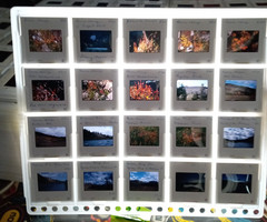 1000 Vintage Slides Nature Flower Mtns Trees Lakes 2 x 2 In 50 Holders 1960-1970