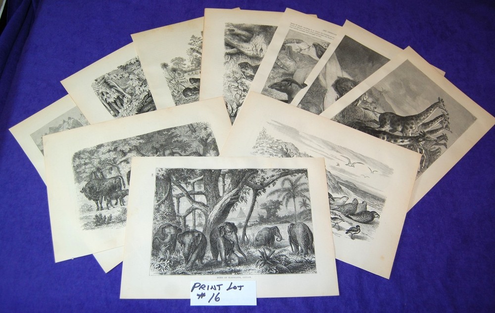 Lot of 10 Antique 141 Year Old Full Printed Pages From Cassells Natural History