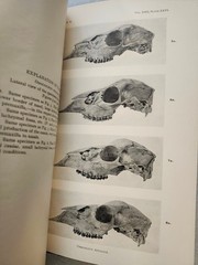 Mammals States of Sinaloa and Jalisco Mexico J. A. Allen American Museum 1906 VG
