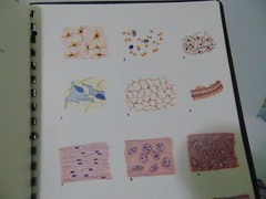 Schick Notebook Charts Human Anatomy 1980 Softcover Spiral Bound Book