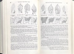 1949 VINTAGE USDA Yearbook of Agriculture “TREES” – 944 Pages Illustrated HC