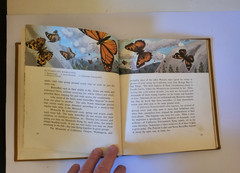 WESTERN BUTTERFLIES SUNSET JUNIOR BOOK Arthur Smith 1961 HC Children’s Nature bk