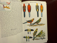 Parrots of the World (Princeton Field Guides) PB Beautifully Illustrated!