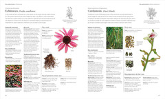 Encyclopedia of Herbal Medicine New Edition: 560 Herbs and Remedies for Common A
