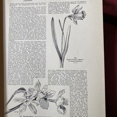 1904 Cyclopedia Of American Horticultural 700 Original Engravings Volume 3 N-Q