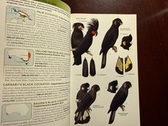 Parrots of the World (Princeton Field Guides) PB Beautifully Illustrated!