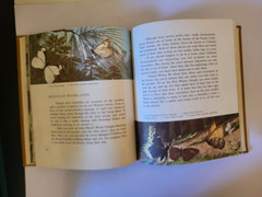 WESTERN BUTTERFLIES SUNSET JUNIOR BOOK Arthur Smith 1961 HC Children’s Nature bk