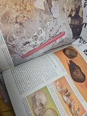 Life Nature Library EVOLUTION 1964 192 PAGES 11 x 8.5 INCHES