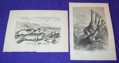 Lot of 10 Antique 141 Year Old Full Printed Pages From Cassells Natural History