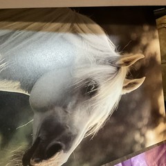 The Noble Horse by Monique and Hans Dossenbach (HCDJ, 1983) Dust Jacket Damaged