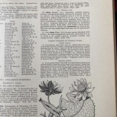 1904 Cyclopedia Of American Horticultural 700 Original Engravings Volume 3 N-Q
