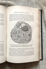 Antique, Principles Of Surgery, Nicholas Senn, 1891, 1st. Ed., Illustrated
