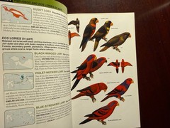 Parrots of the World (Princeton Field Guides) PB Beautifully Illustrated!