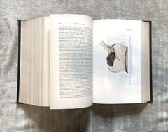 Practical Surgery For The General Practitioner, Senn, 1901, Illustrated, Good+