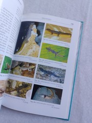 DAY GECKOS: Professional Breeder’s Series F.Bruce M. Meyer W. Schmidt 2005 OOP!