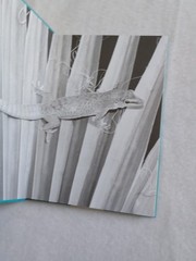 DAY GECKOS: Professional Breeder’s Series F.Bruce M. Meyer W. Schmidt 2005 OOP!